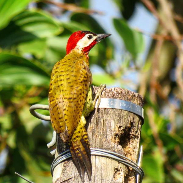 Spot-breasted Woodpecker